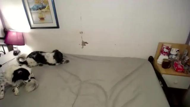 Image 3 of ts_lorraine Stream on Chaturbate on 14 months ago