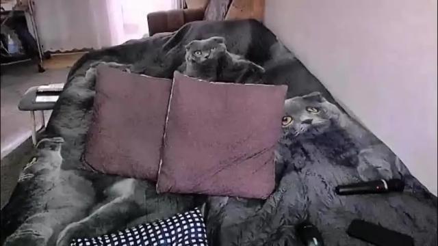 Image 6 of tviks Stream on Chaturbate on 1 month ago