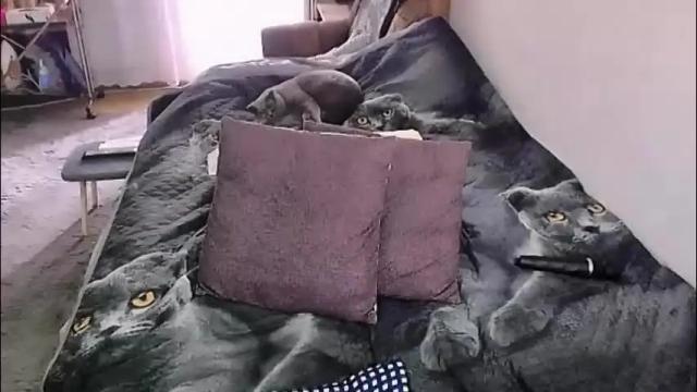 Image 12 of tviks Stream on Chaturbate on 1 month ago