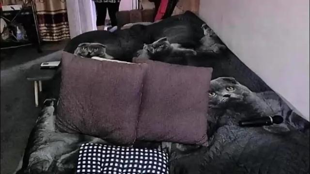 Image 6 of tviks Stream on Chaturbate on 1 month ago