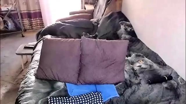 Image 6 of tviks Stream on Chaturbate on 2 days ago