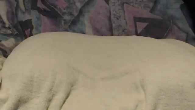 Image 2 of tyson2525 Stream on Chaturbate on 16 months ago