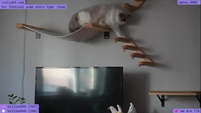 Image 7 of violishh Stream on Chaturbate on 1 month ago