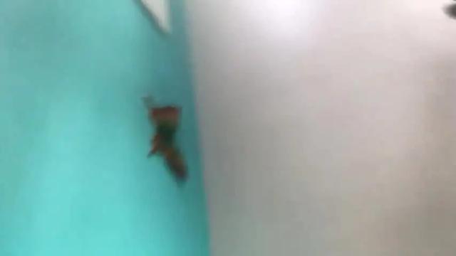 Image 7 of vixeythefoxx Stream on Chaturbate on 20 months ago