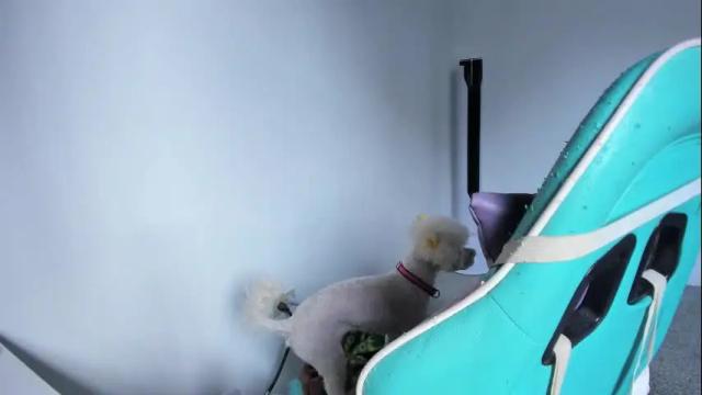Image 3 of wandadoll Stream on Chaturbate on 19 days ago
