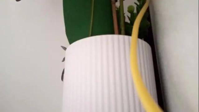 Image 6 of xxxariell_sky_1 Stream on Chaturbate on 1 month ago